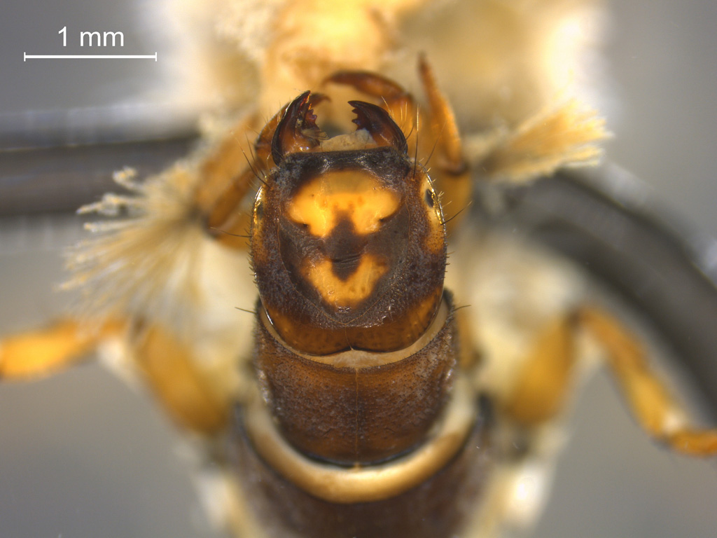 Hydropsyche siltalai